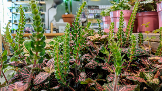 How Plants Get Their Pink
