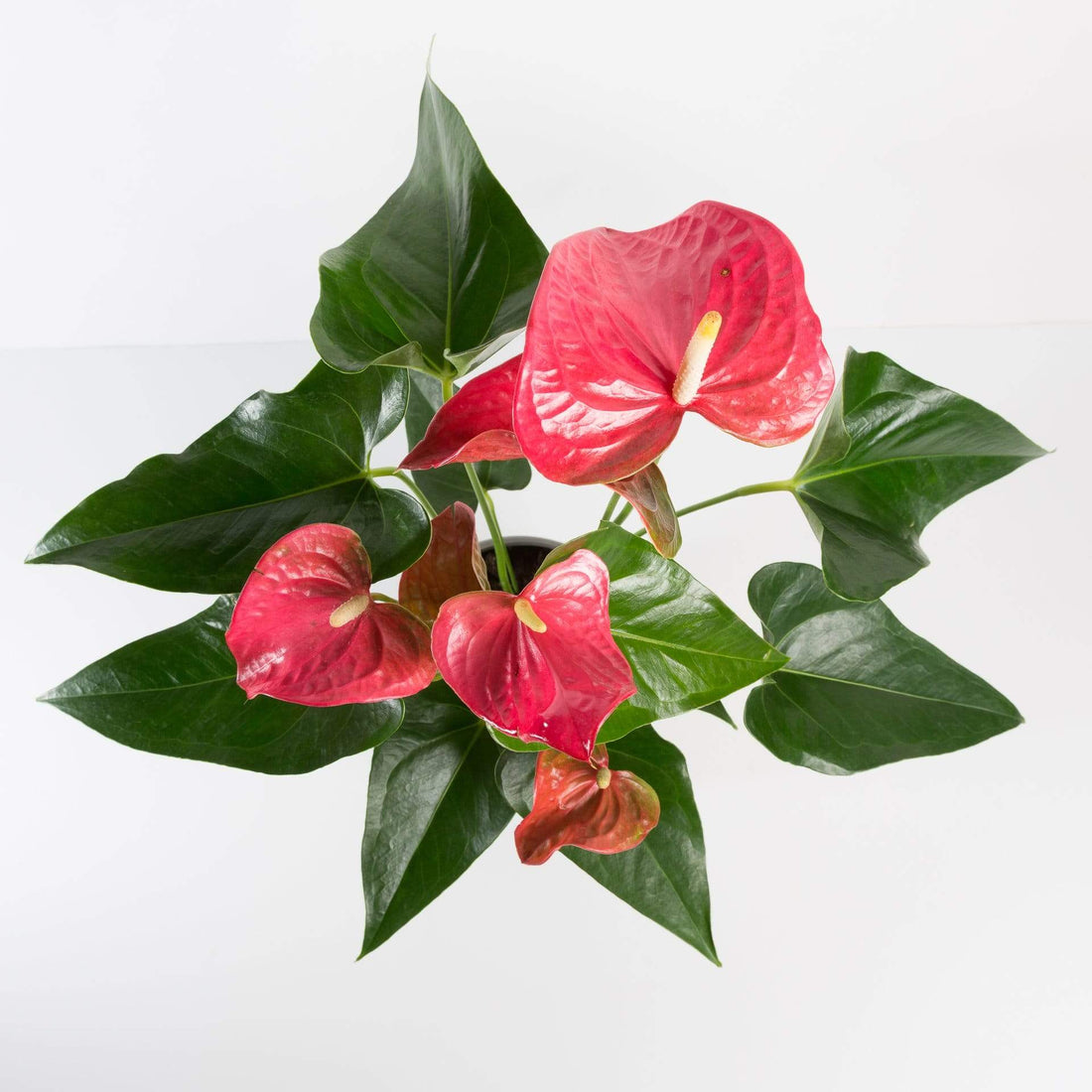 Urban Sprouts Complete Guide to Anthurium (Flamingo Flower) Care