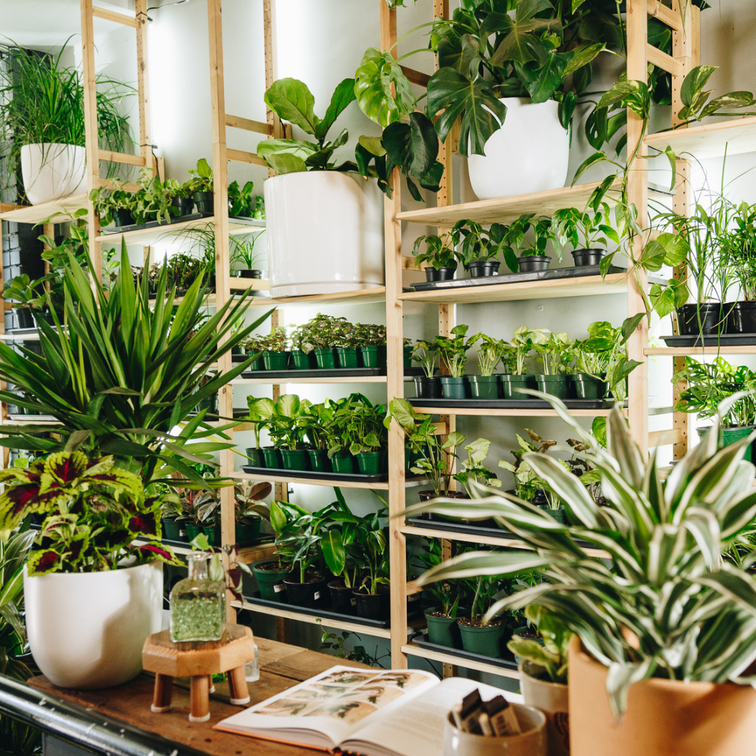 Shop Plants