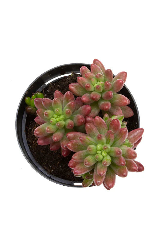 Succulent 'Jelly Bean - Aurora’ 2.5"