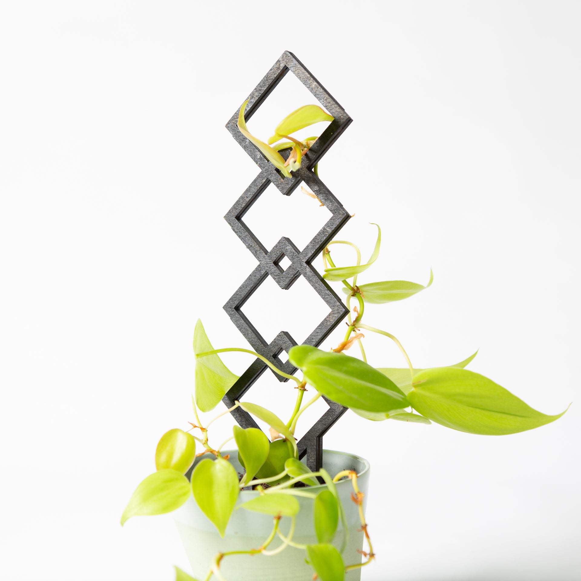 Small black diamond trellis (11") - Urban Sprouts