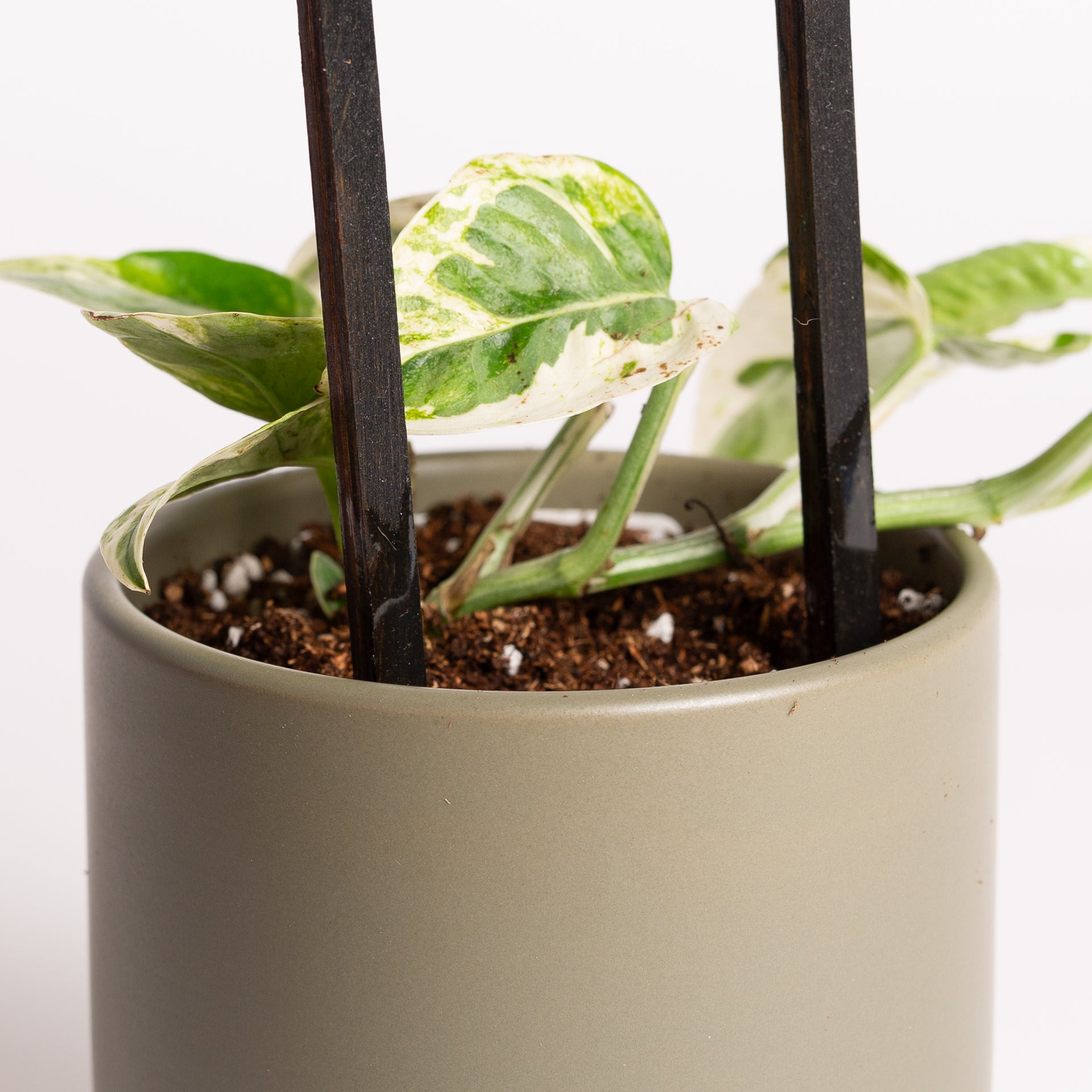 11" Narrow Peak Trellis - Urban Sprouts