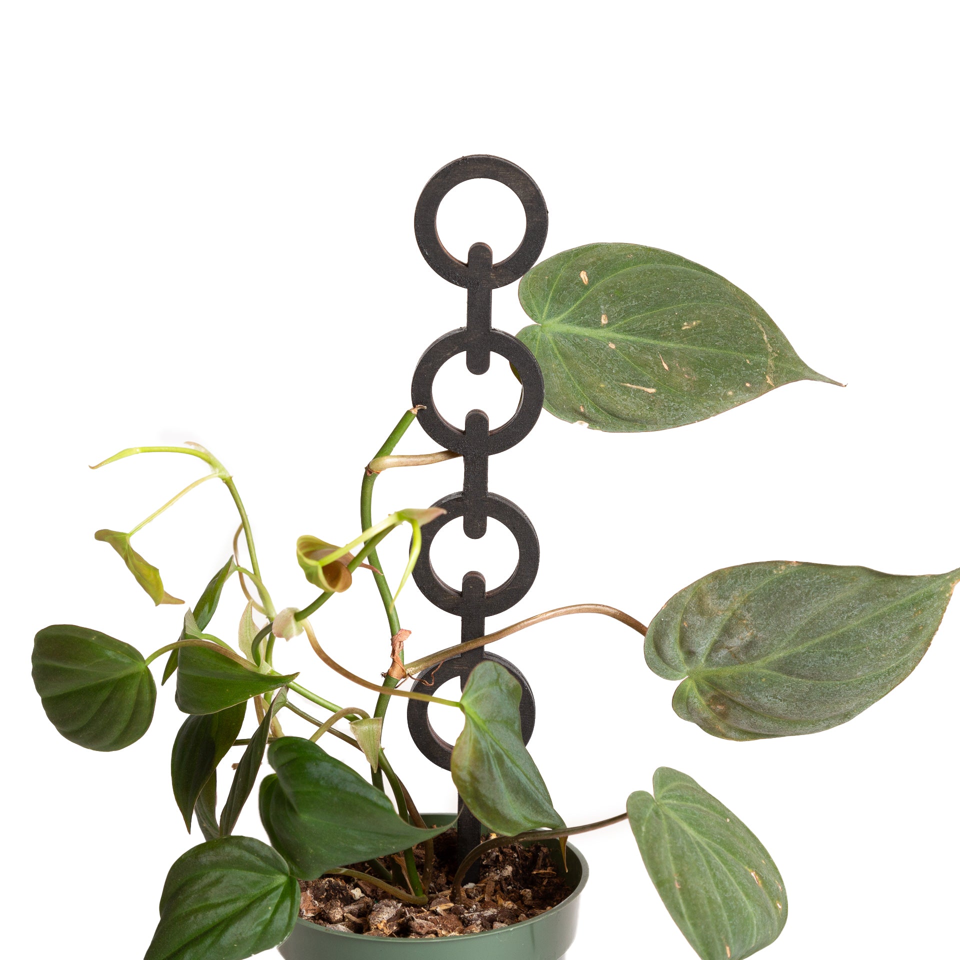 chain trellis for plants 11" Round Chain Link Trellis Black