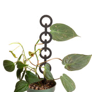 11" Round Black Chain Link Trellis - Urban Sprouts