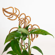 11" Walnut Monstera Trellis - Urban Sprouts