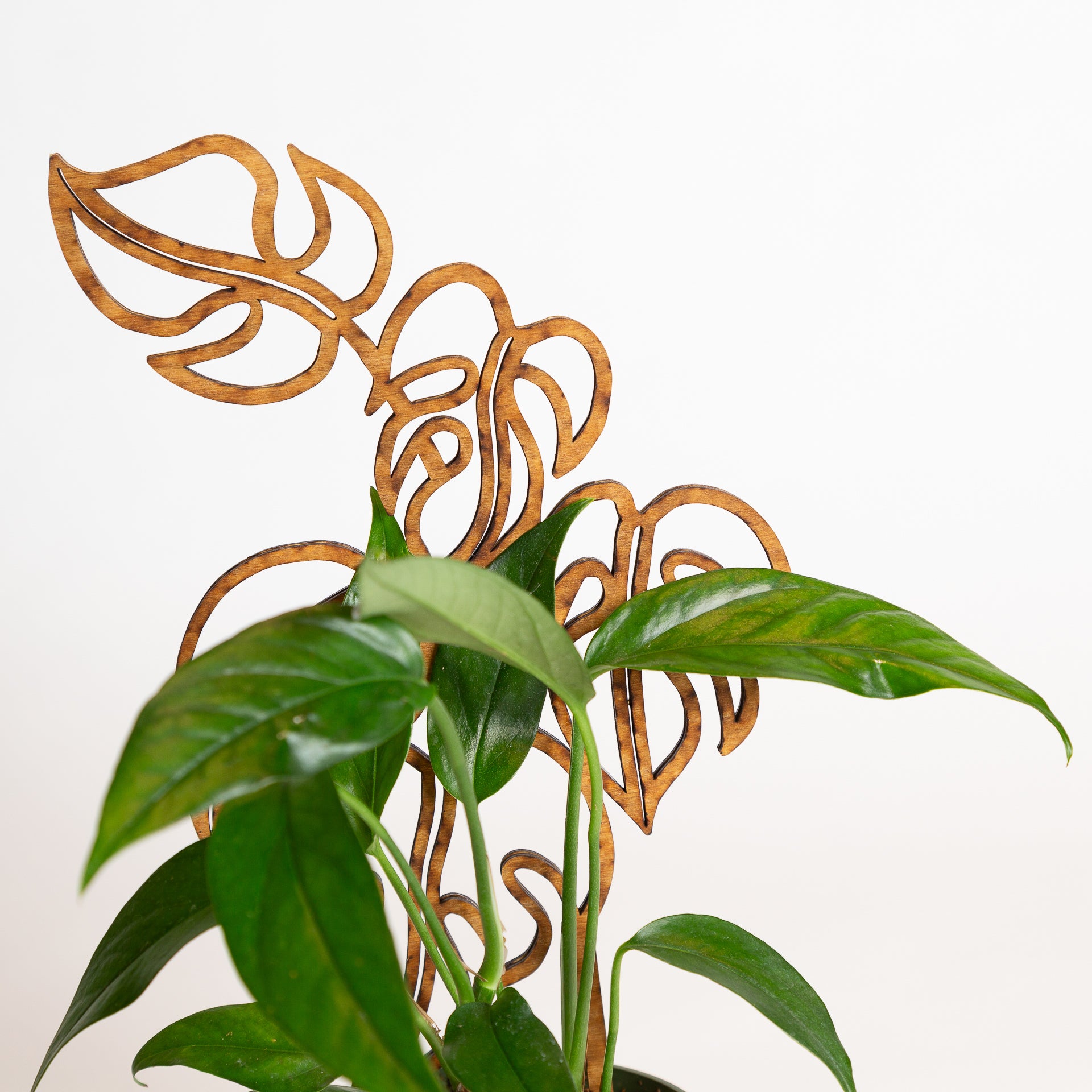 11" Walnut Monstera Trellis - Urban Sprouts