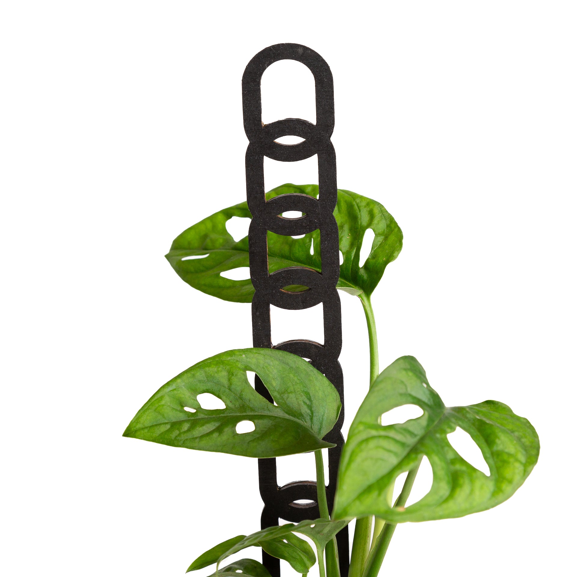 11" Oval Black Chain Link Trellis - Urban Sprouts