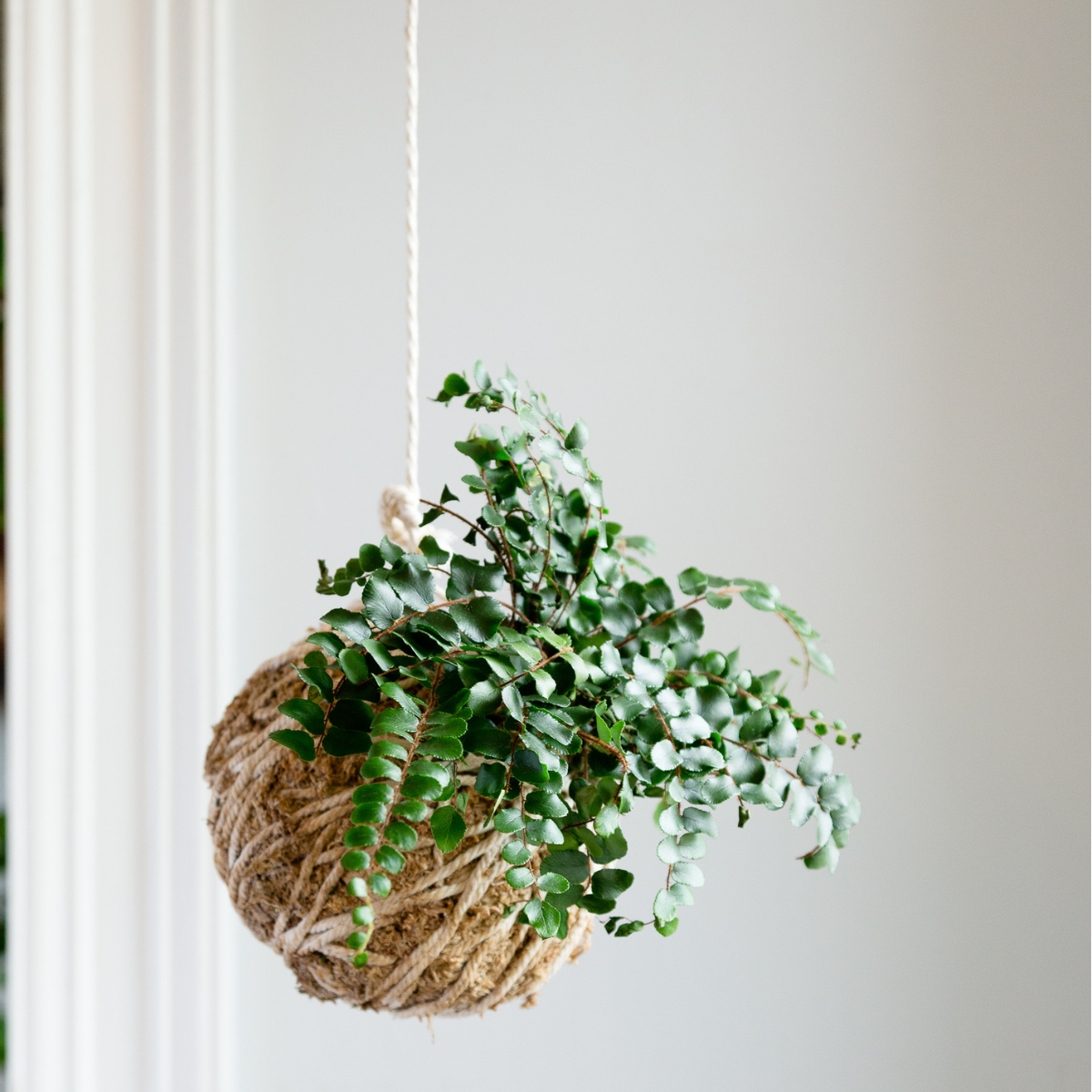 9/12 @ 6:00 Kokedama Workshop - Urban Sprouts