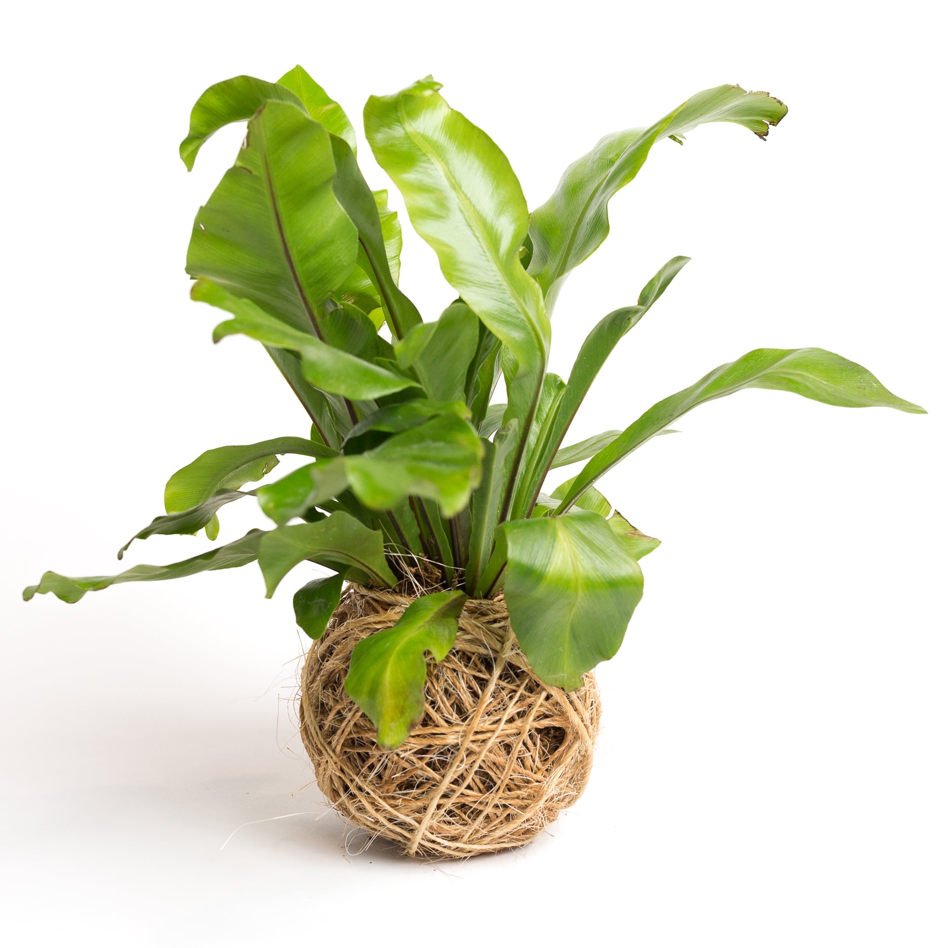 TEMPLATE // Kokedama Workshop (Copy) - Urban Sprouts