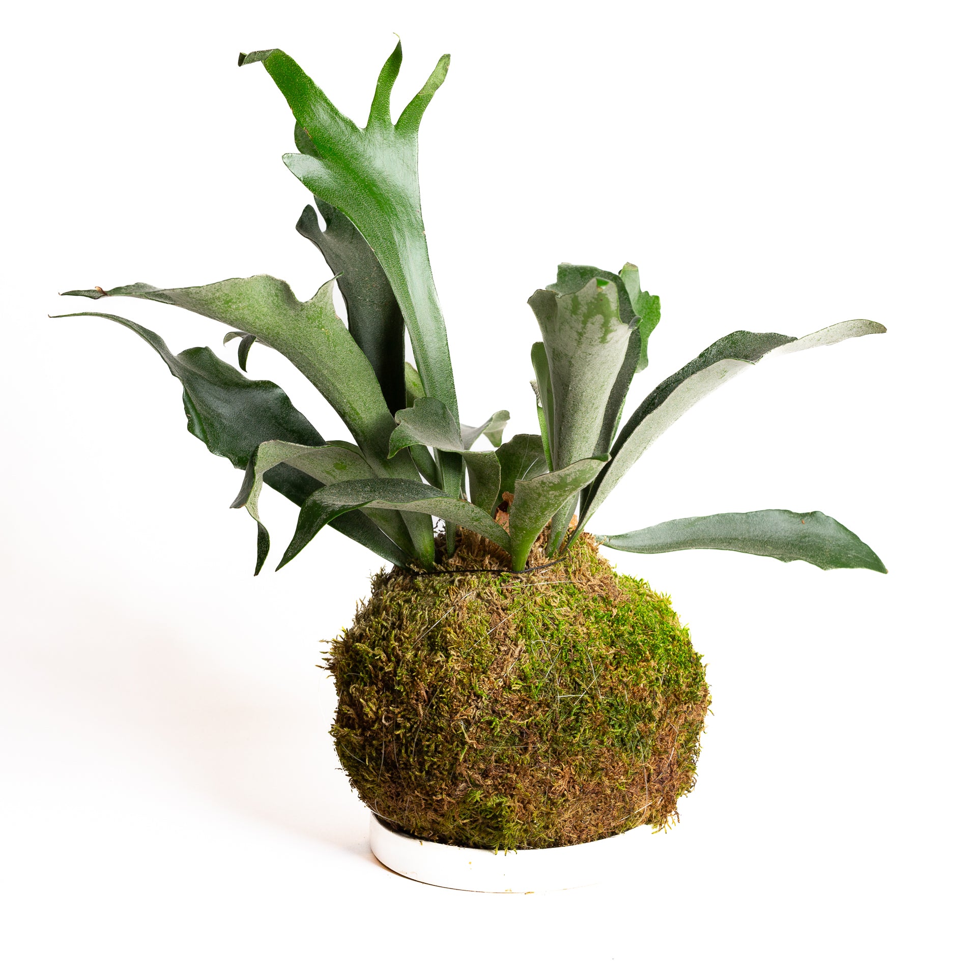 TEMPLATE // Kokedama Workshop (Copy) - Urban Sprouts