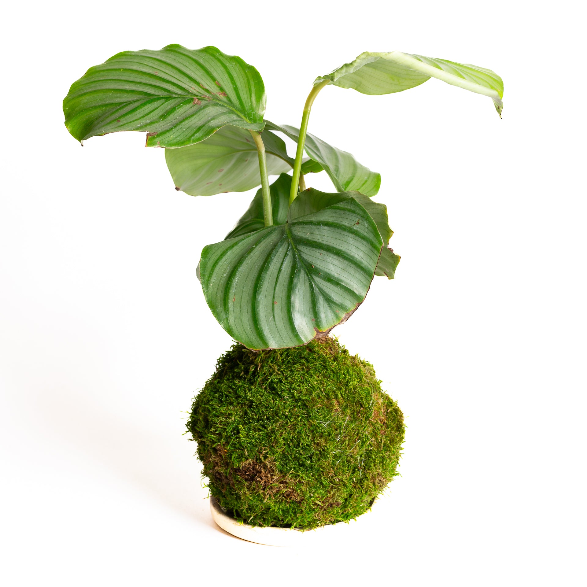 TEMPLATE // Kokedama Workshop (Copy) - Urban Sprouts