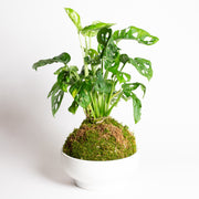 TEMPLATE // Kokedama Workshop (Copy) - Urban Sprouts