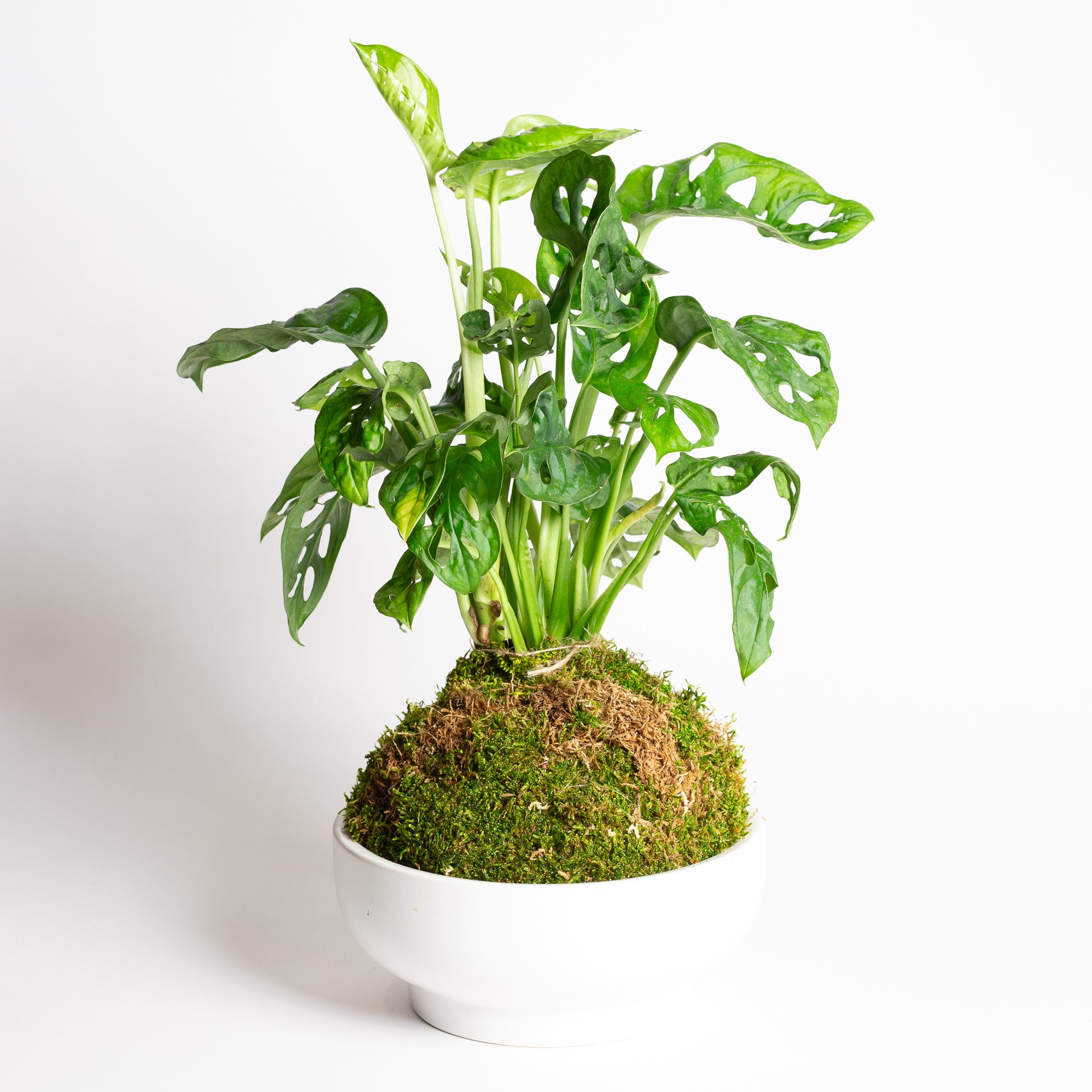 TEMPLATE // Kokedama Workshop (Copy) - Urban Sprouts