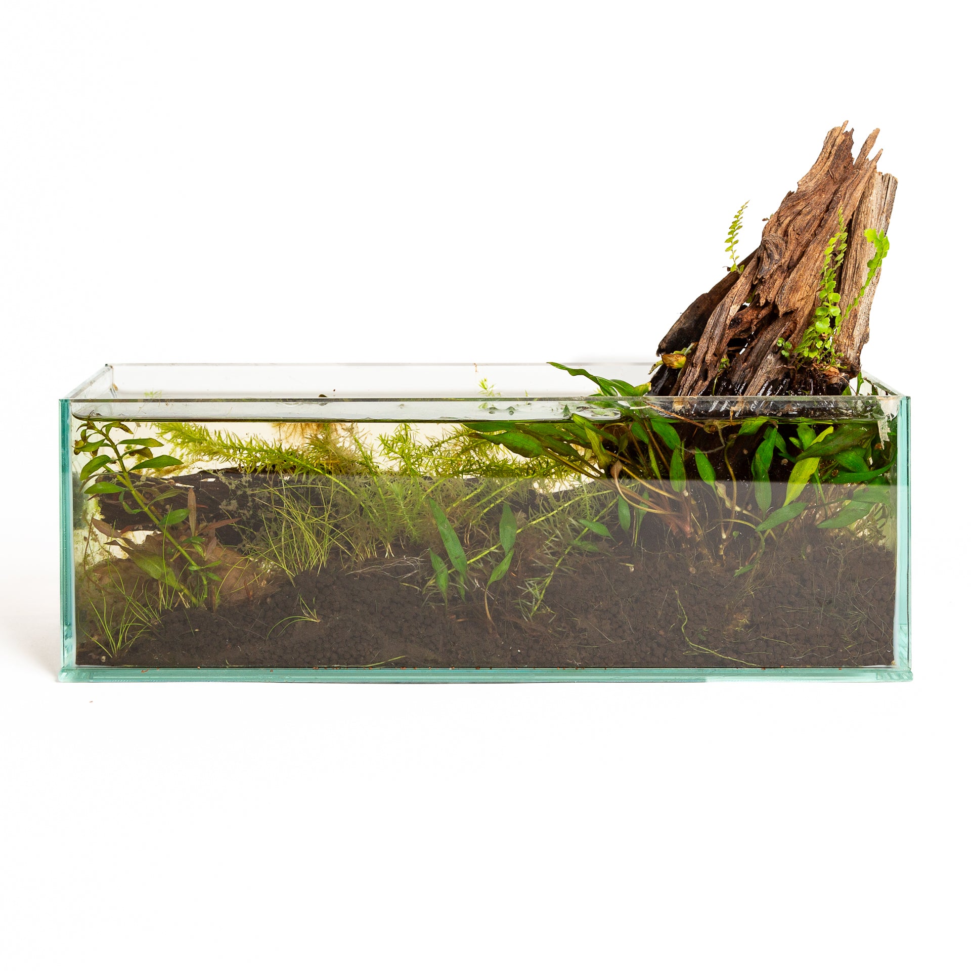 8/15 @ 6:00 Mini Desktop Water Gardens Workshop - Urban Sprouts