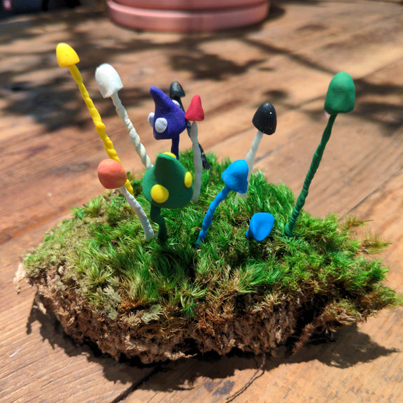 Clay mushrooms - Urban Sprouts