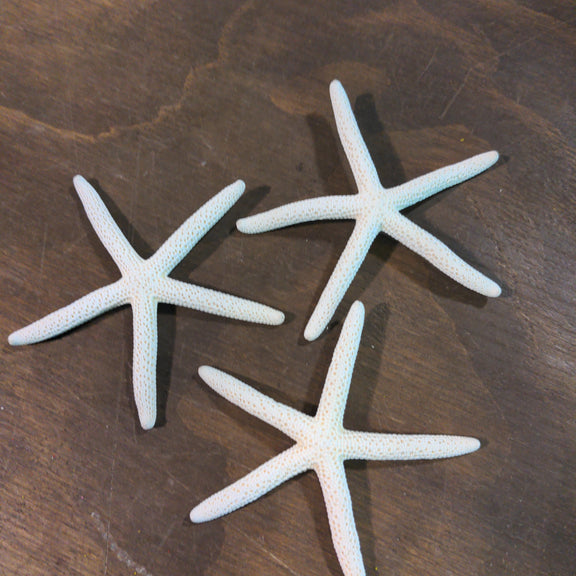 Sea star - Urban Sprouts