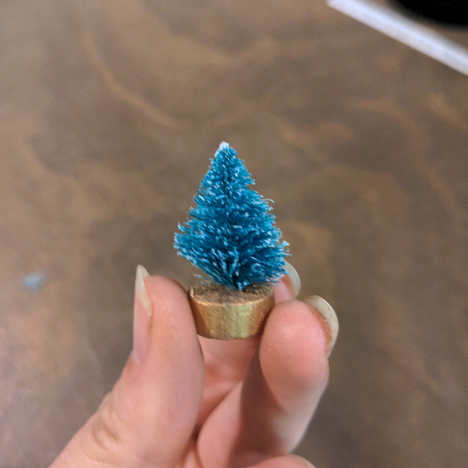 Bottle brush tree - Urban Sprouts