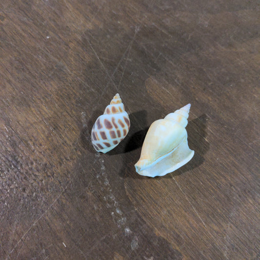 Shell - Urban Sprouts