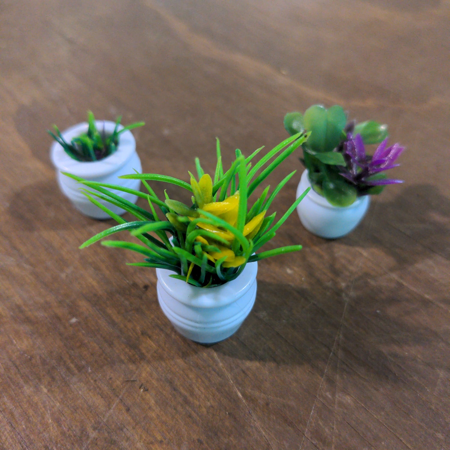 Mini potted plants - Urban Sprouts