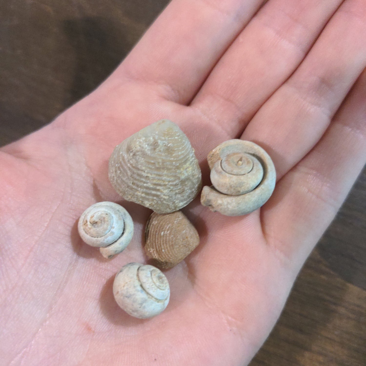 Fossilized shells - Urban Sprouts