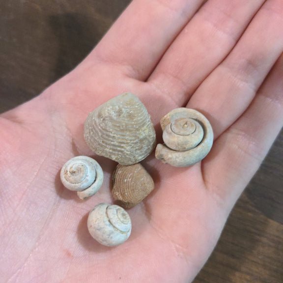 Fossilized shells - Urban Sprouts
