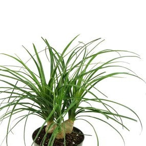 Palm 'Ponytail' 8" - Urban Sprouts