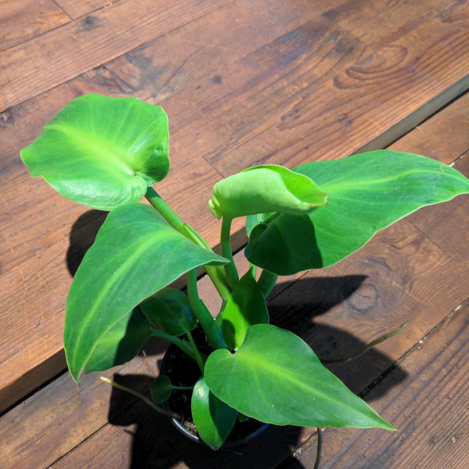 Philodendron Rygosum - Urban Sprouts