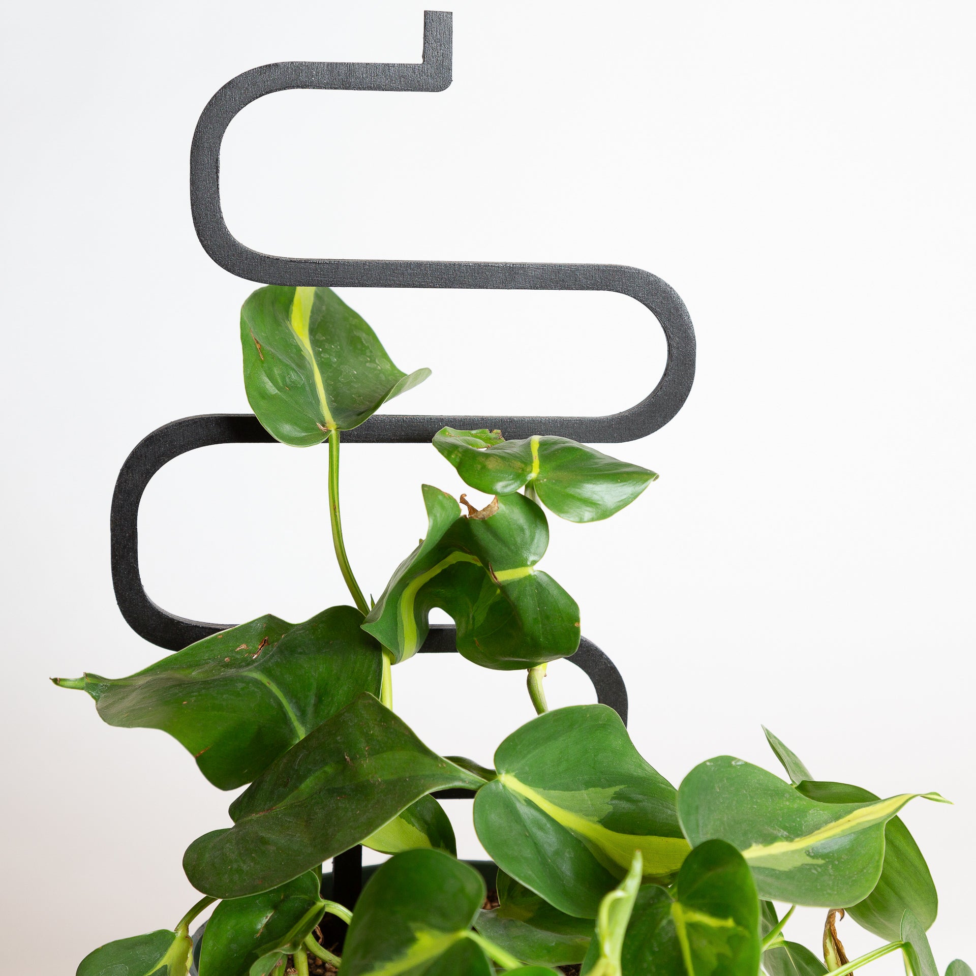 18" Black Squiggle Trellis - Urban Sprouts