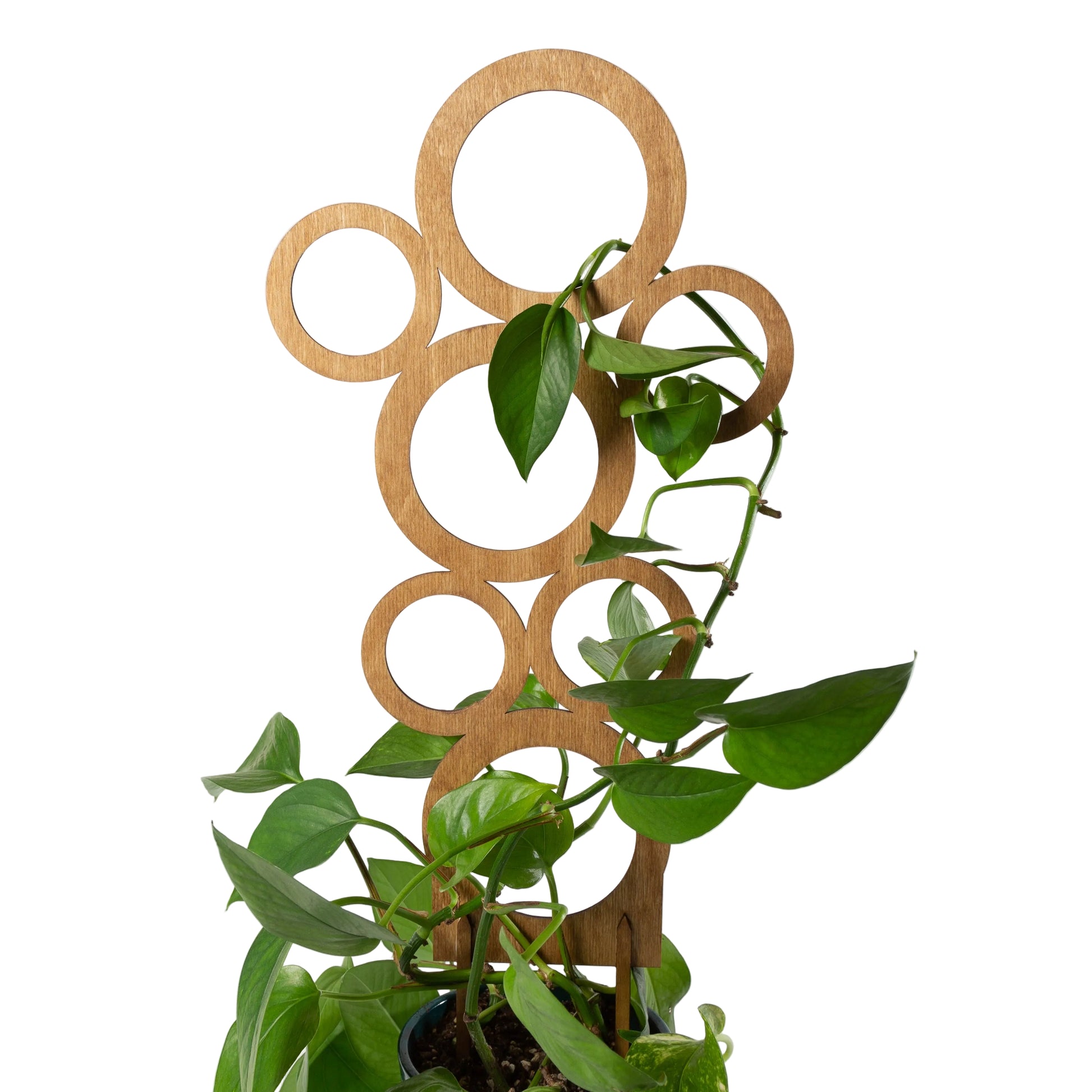 Bubbles Trellis - Urban Sprouts