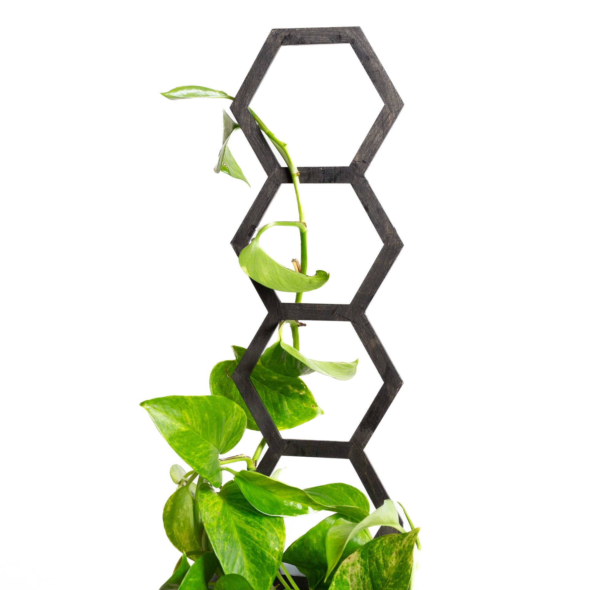 18" Black Hexagon Trellis - Urban Sprouts