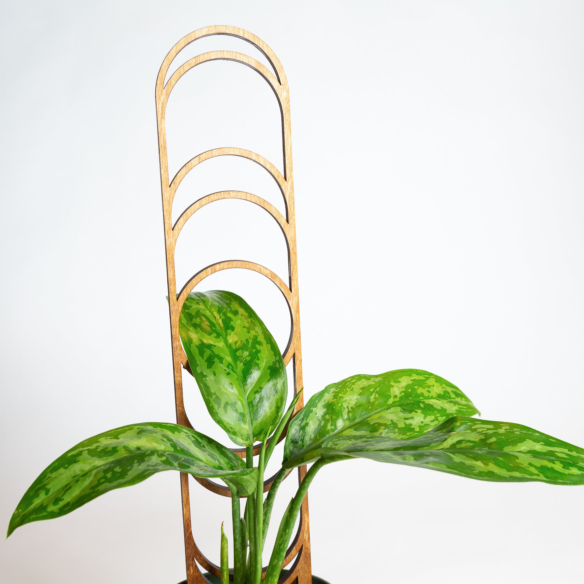 18" Walnut Moon Phase Trellis - Urban Sprouts