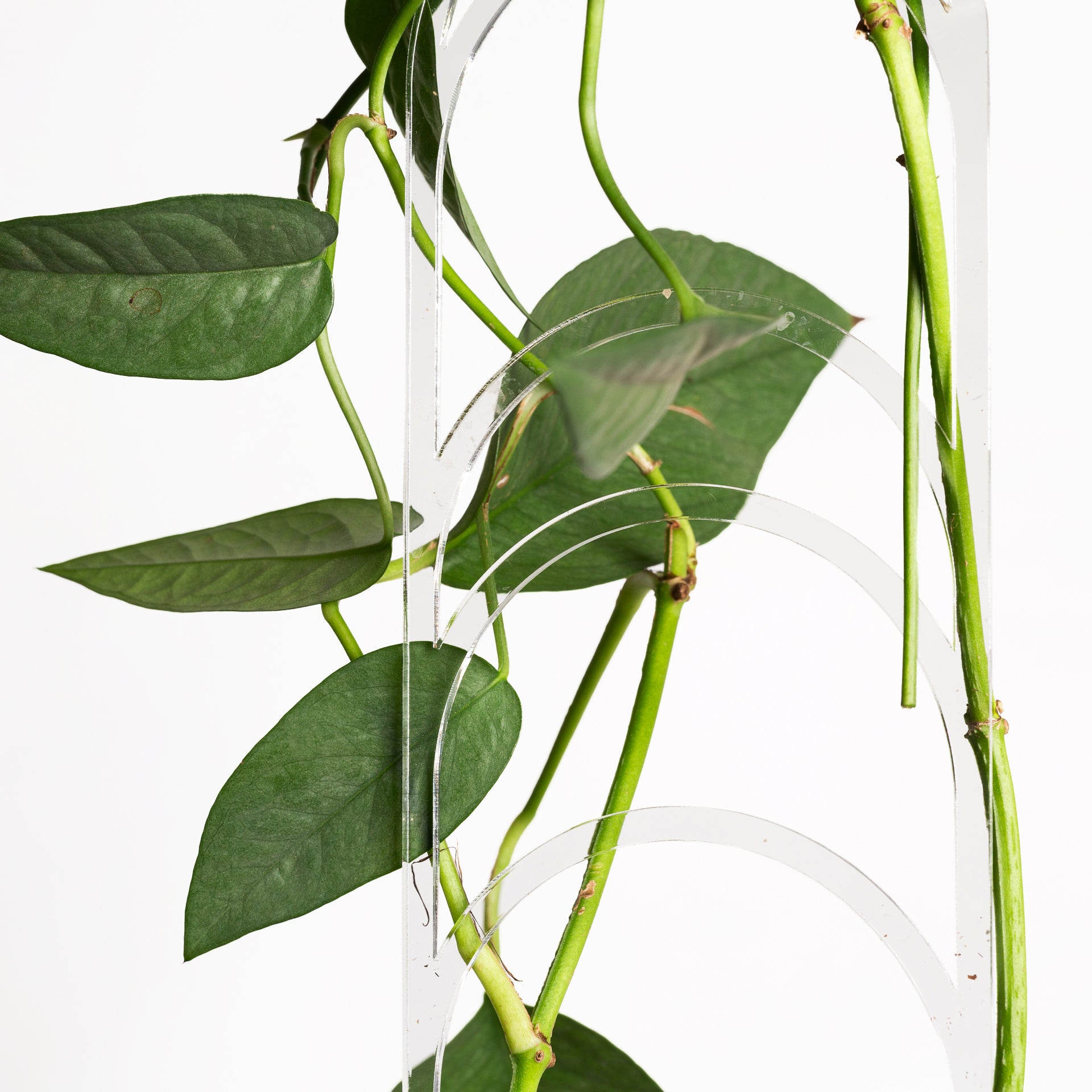 18" Clear Moon Phase Trellis - Urban Sprouts