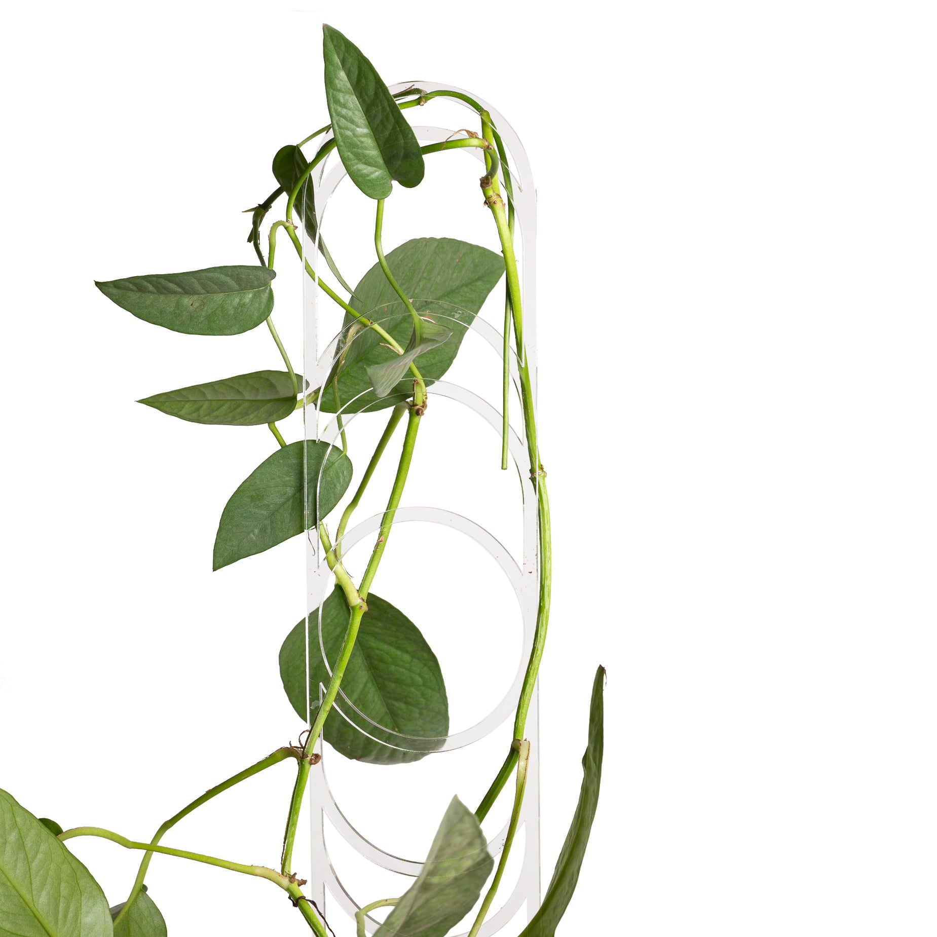 18" Clear Moon Phase Trellis - Urban Sprouts