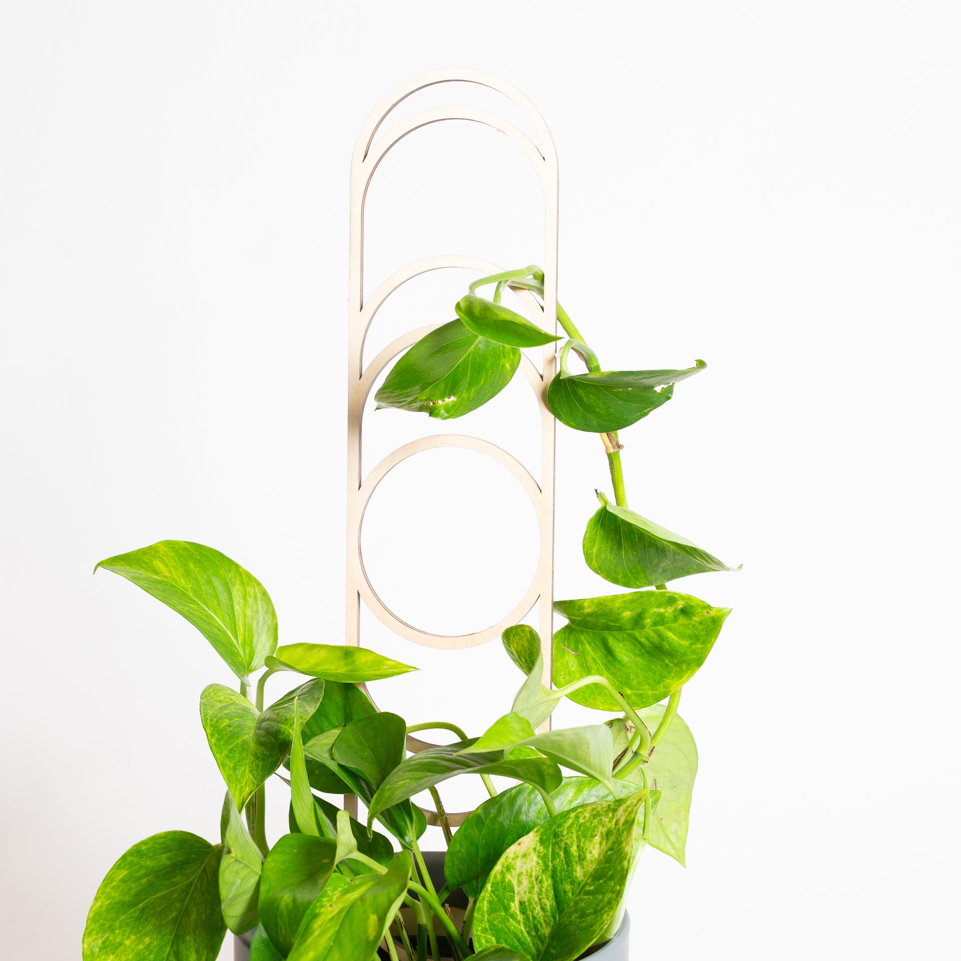 18" Pine Moon Phase Trellis - Urban Sprouts