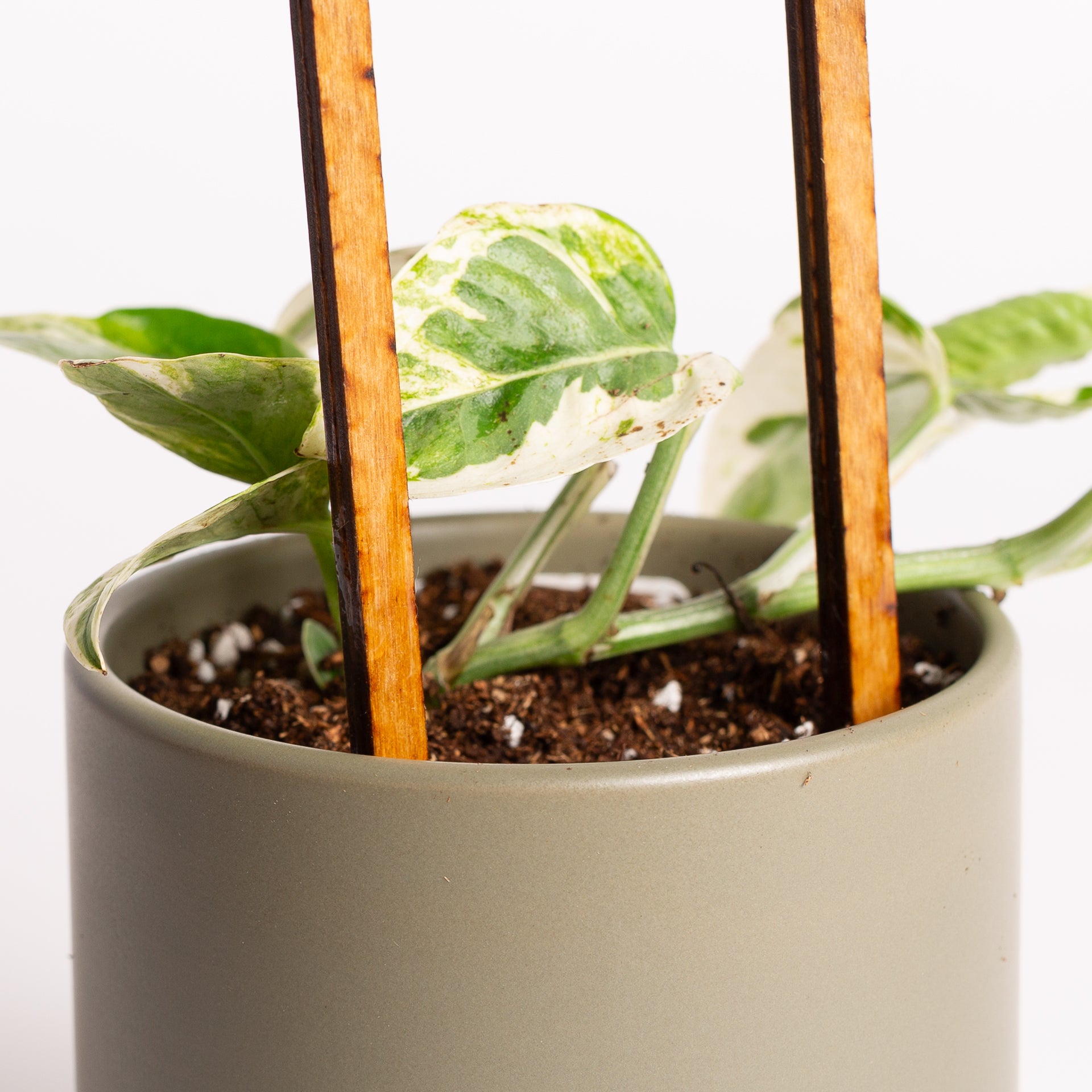 18" Moon Phase Trellis - Urban Sprouts