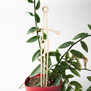 Sword Trellis - Urban Sprouts