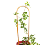 19" Arch Trellis - Walnut - Urban Sprouts