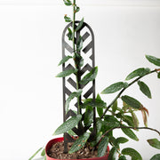 Arrow Lattice Mini Trellis (Black) - Urban Sprouts