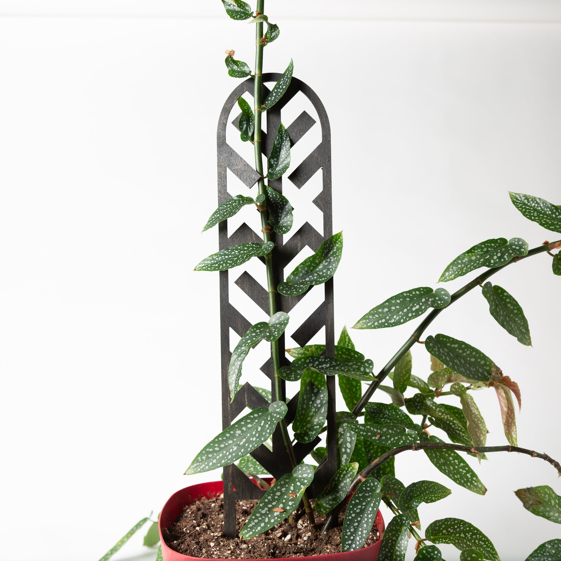 Arrow Lattice Mini Trellis (Black) - Urban Sprouts