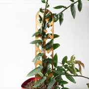 Arrow Lattice Mini Trellis (Pine) - Urban Sprouts