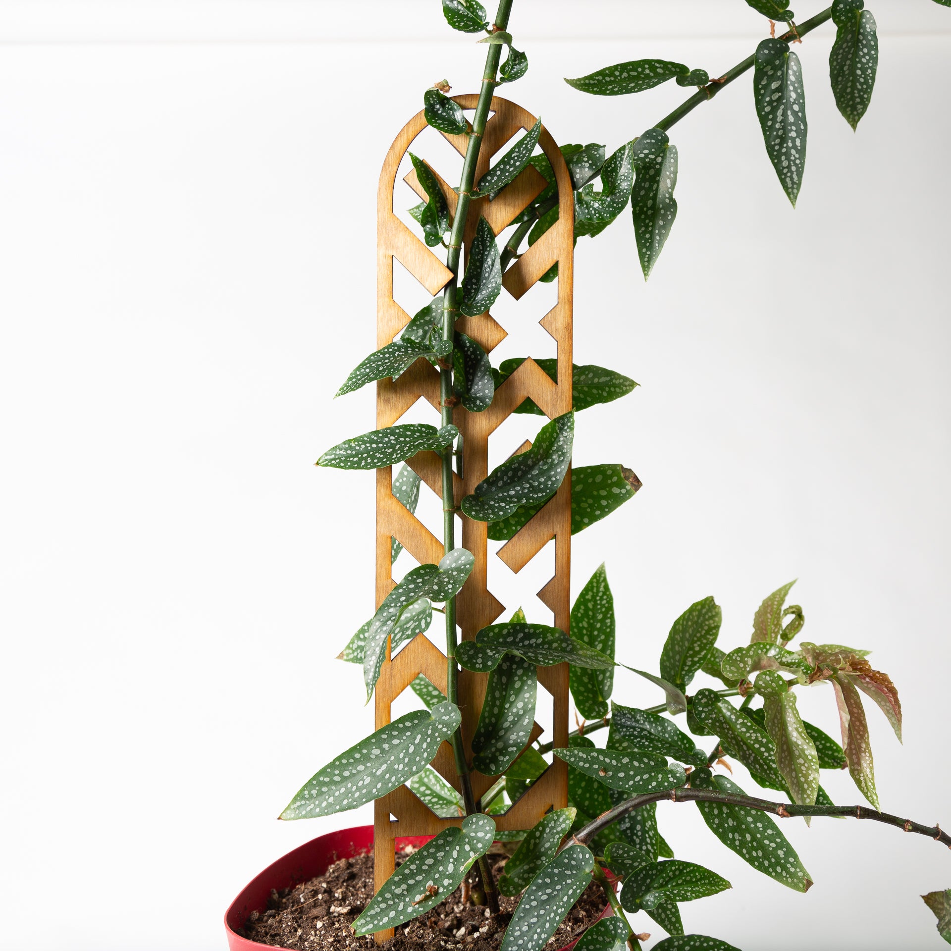 Arrow Lattice Mini Trellis (Pine) - Urban Sprouts