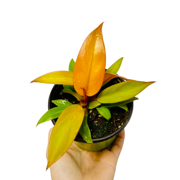 Philodendron 'Prince of Orange' 4" - Urban Sprouts