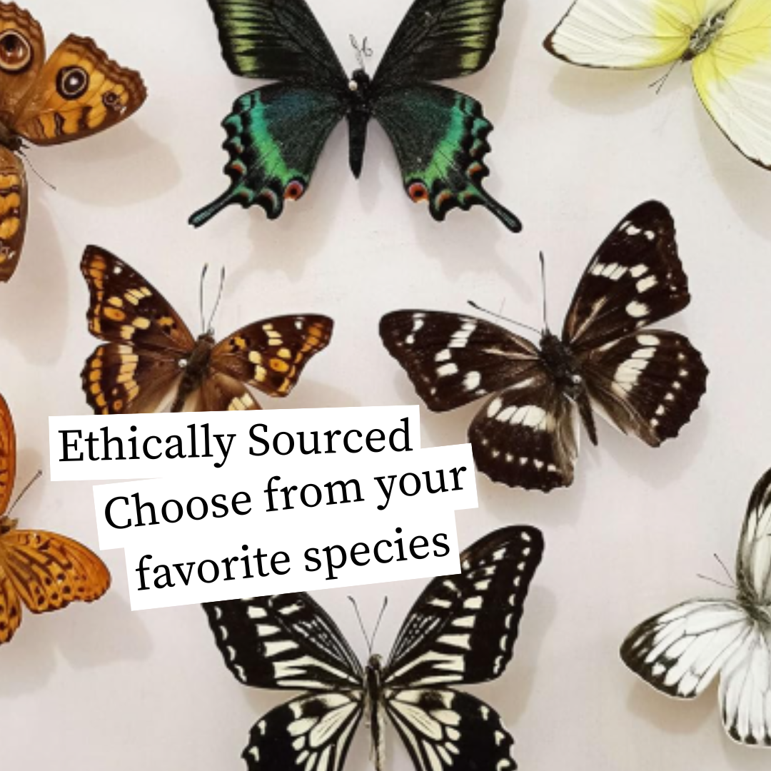 11/1 @ 2:00 Preserved Butterfly Cloches Workshop
