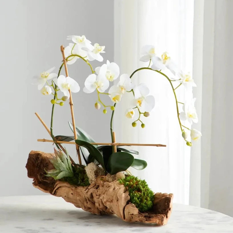 9/6 @ 6:00 Orchids & Epiphytes Workshop - Urban Sprouts