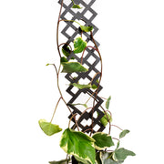 26" Black Diamond Deco Trellis - Urban Sprouts