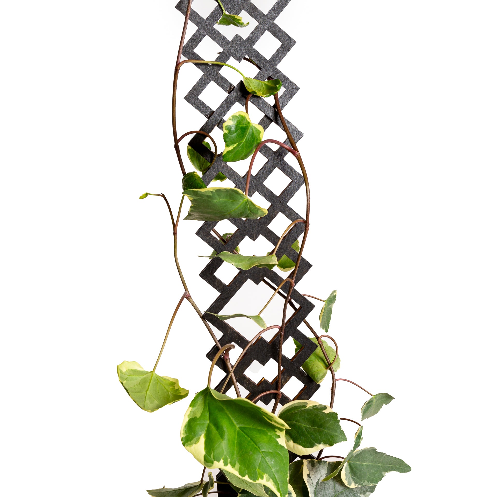 26" Black Diamond Deco Trellis - Urban Sprouts
