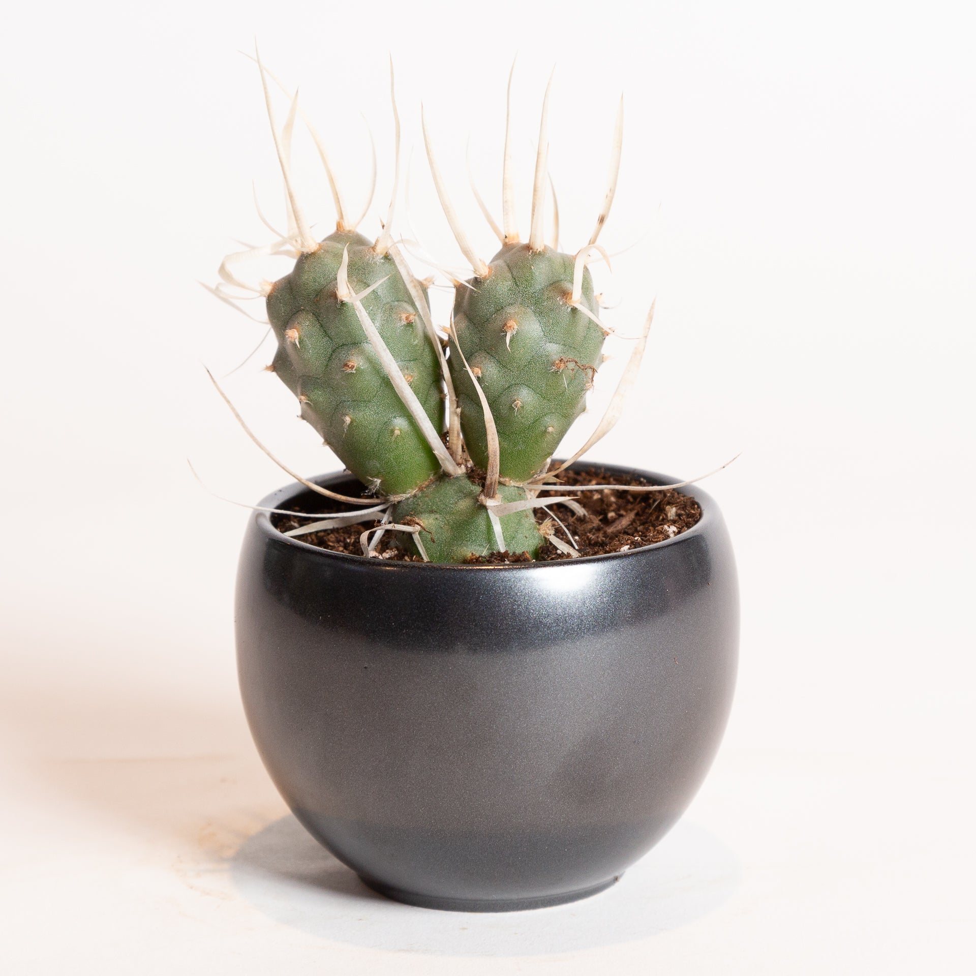 Cactus 'Paper Spine' 4" - Urban Sprouts