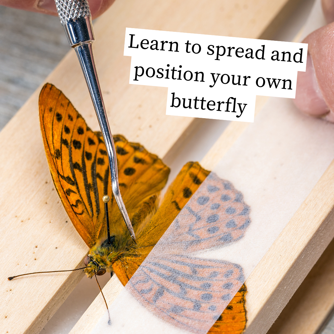 11/1 @ 2:00 Preserved Butterfly Cloches Workshop