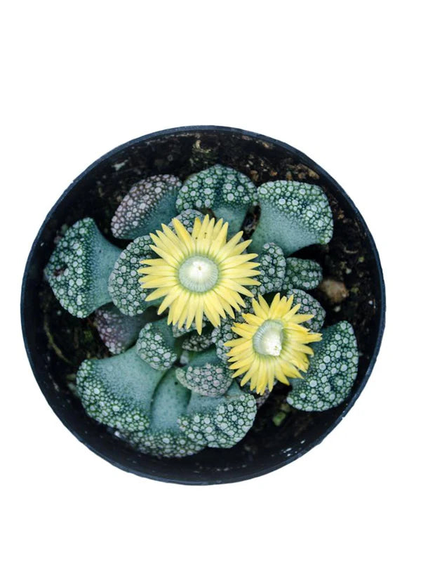 Succulent 'Jewel Plant' 2.5"