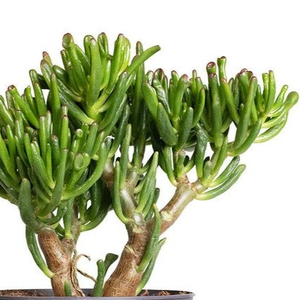 Succulent Jade 'Gollum' 10" Floor Plant